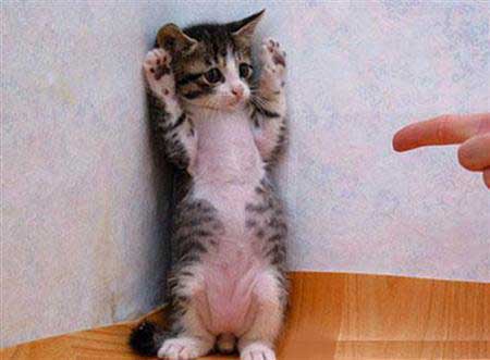 101510clfunnyanimals-1