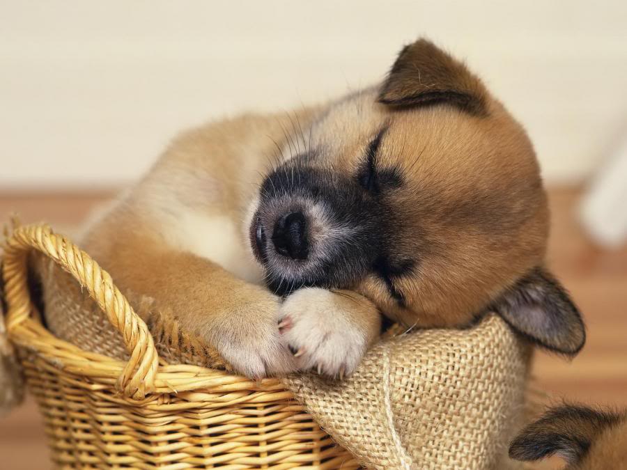 Animal-SleepingPuppyinBasket