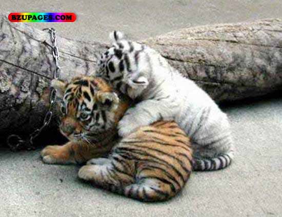 ArethesecatsFunnyAnimalPicture26